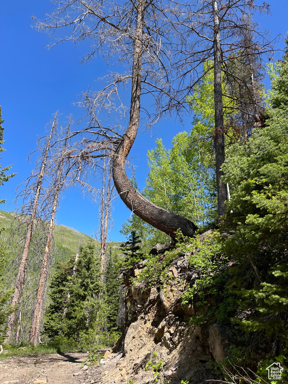 View of tree filled area