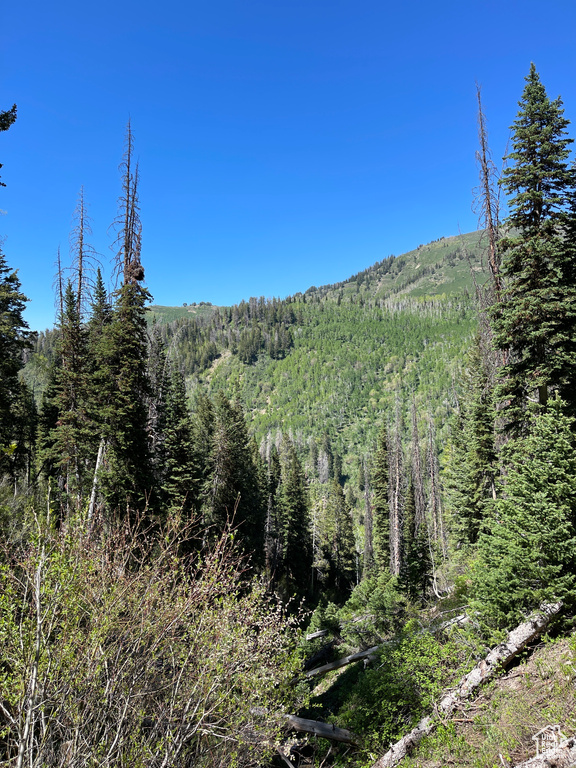 Mountain view featuring a forest