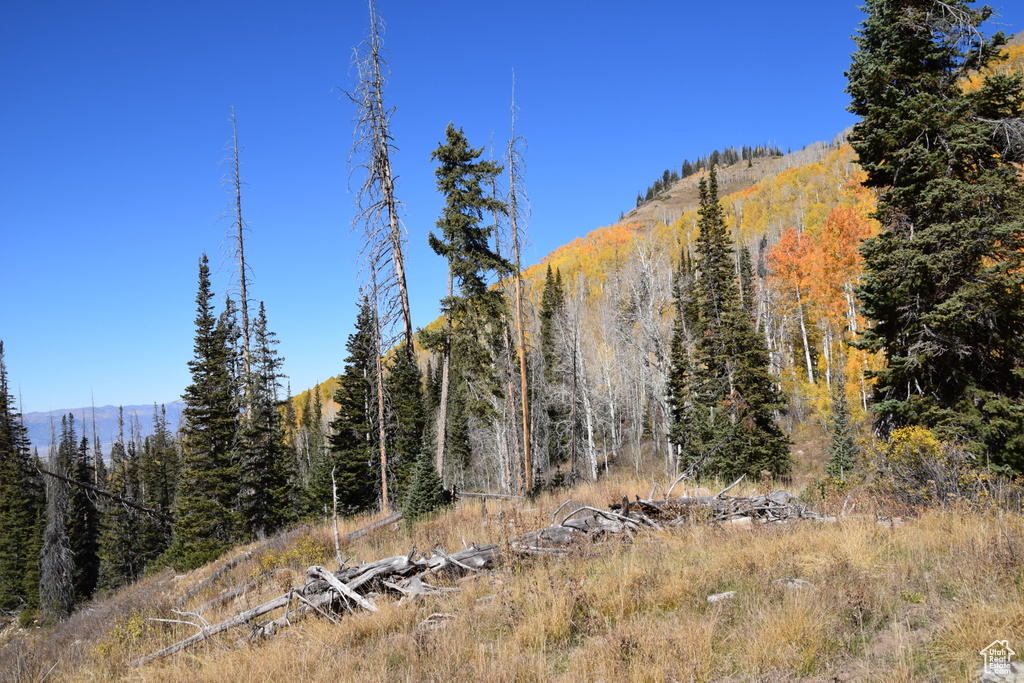 View of mountain background featuring a heavily wooded area