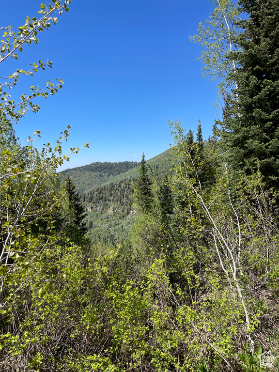 Mountain view featuring a heavily wooded area