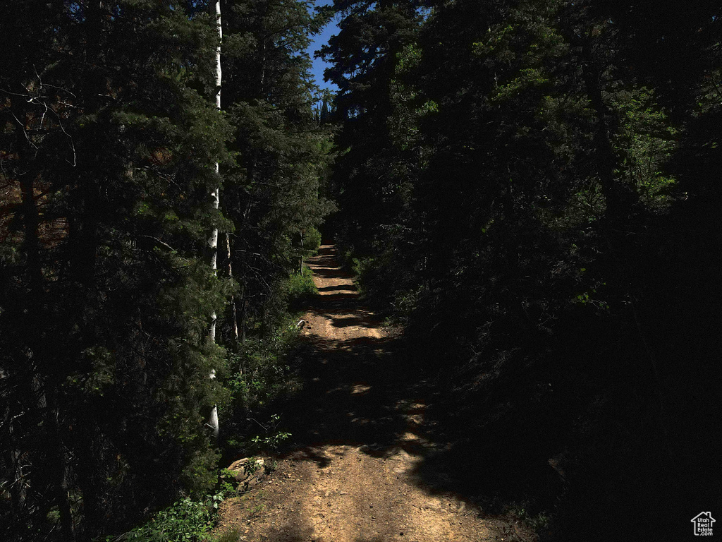 View of woods