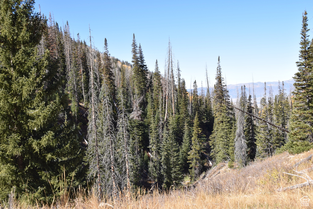 View of wooded area