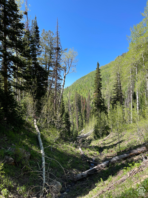 View of woods