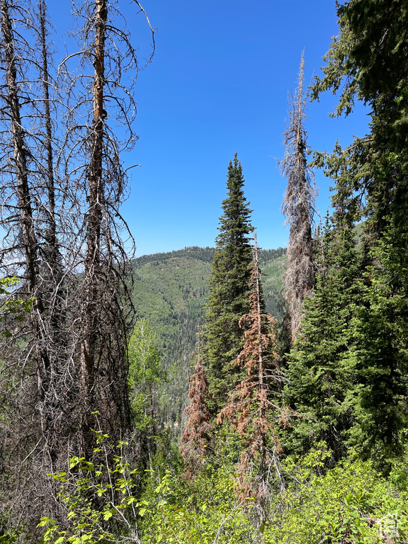 View of mountain background with a forest