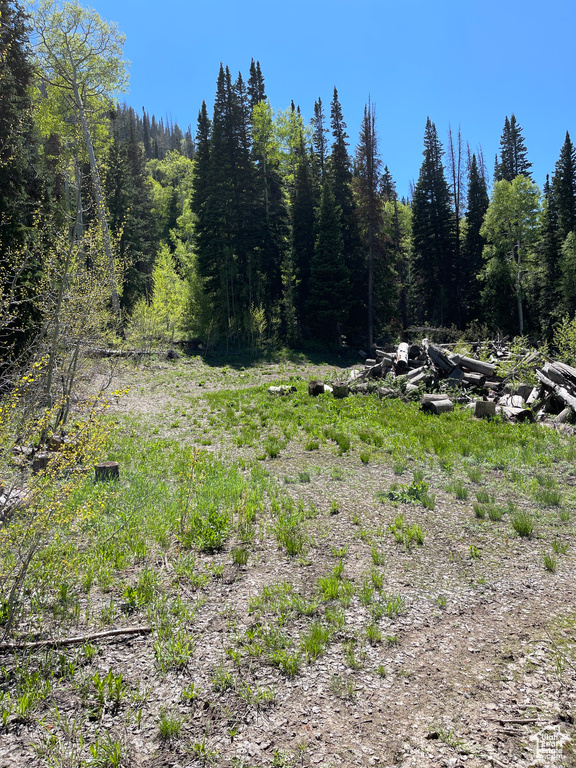 View of local wilderness