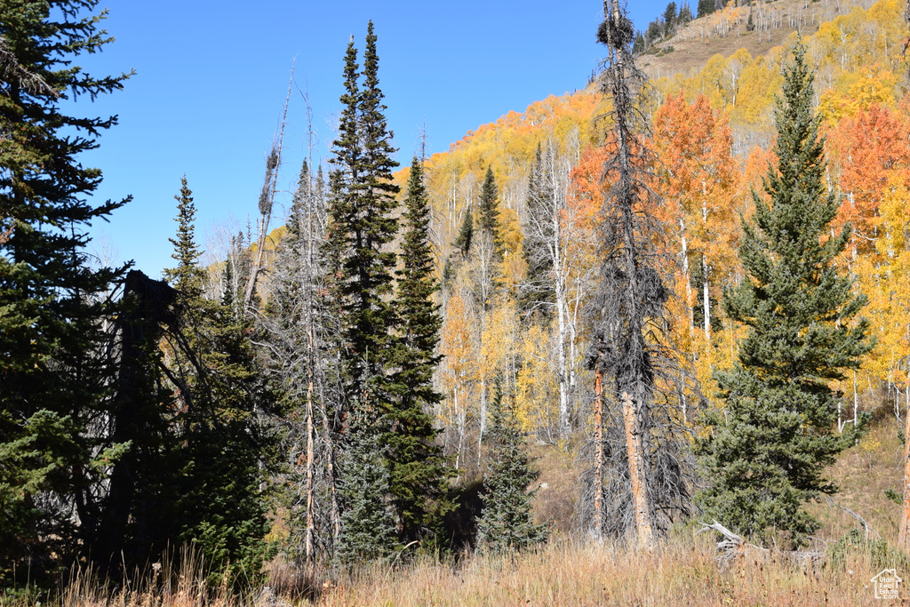 View of mountain background with a forest