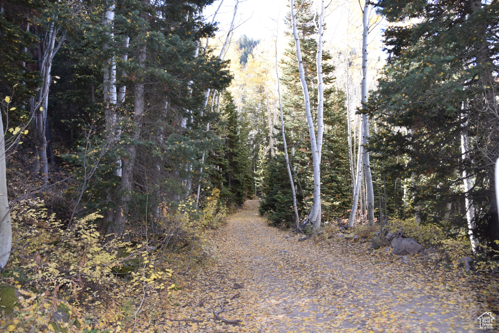 View of woods