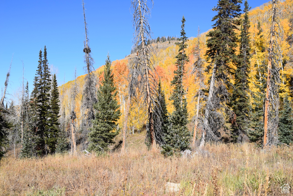View of mountain background featuring a forest