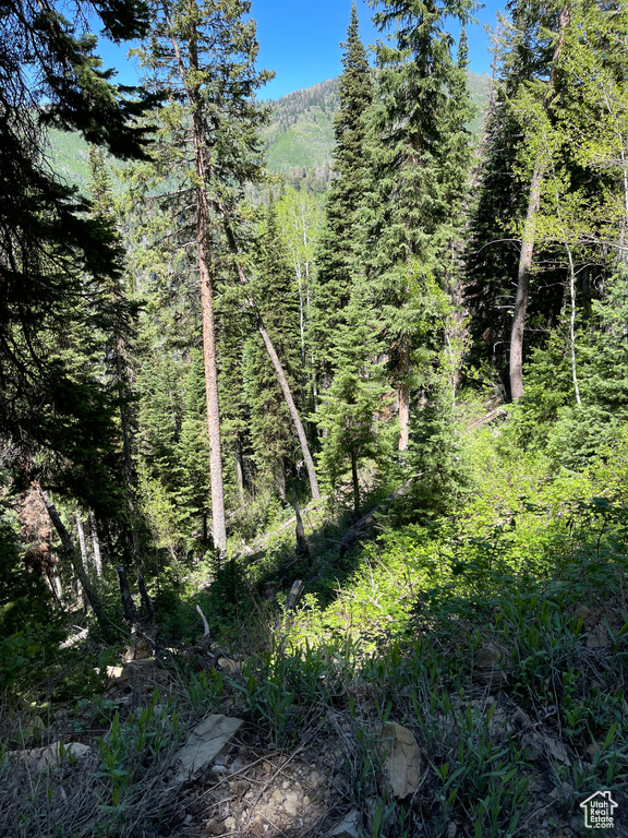 View of tree filled area