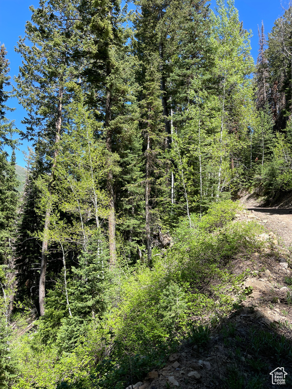 View of woods