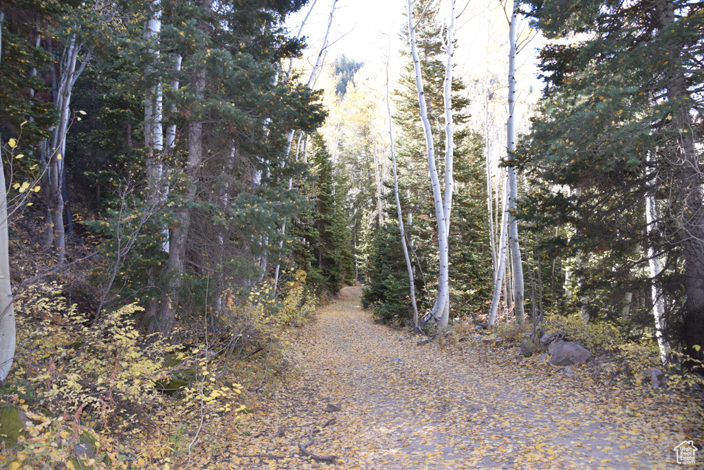 View of tree filled area