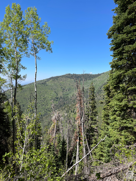 View of mountain background with a heavily wooded area