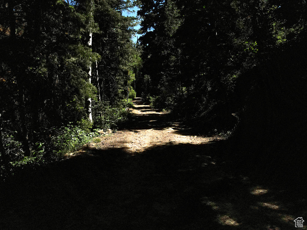 View of woods