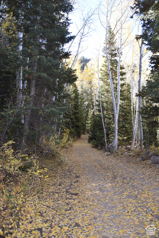 View of street featuring a wooded view
