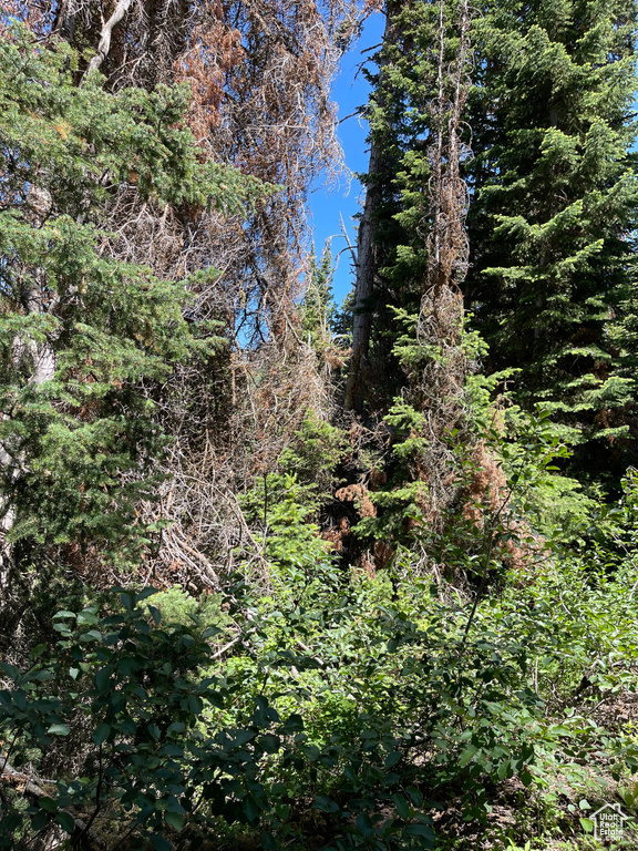 View of tree filled area
