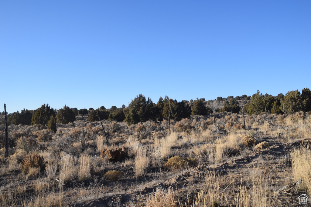 View of local wilderness