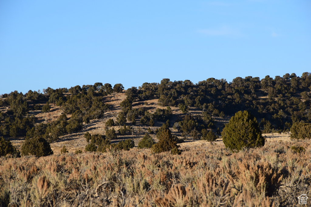View of local wilderness