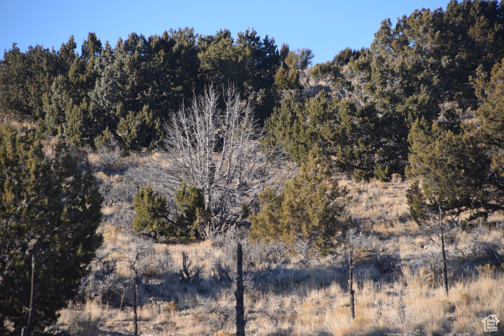 View of mountain backdrop with a forest