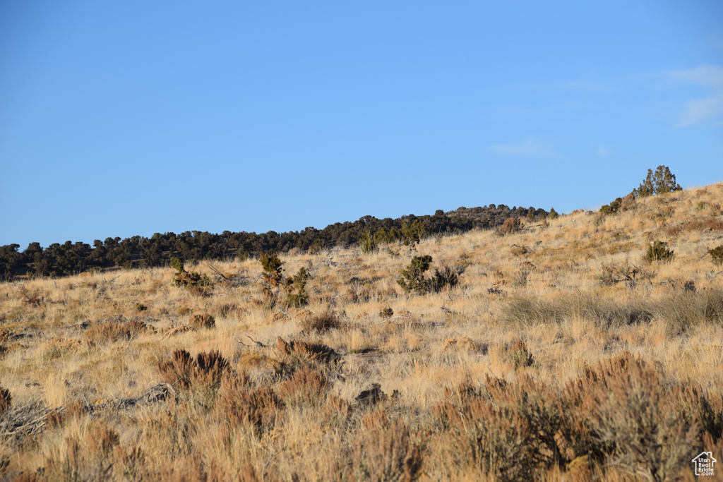 View of local wilderness