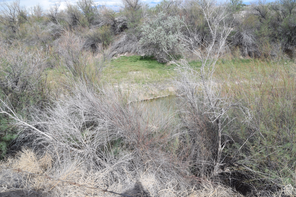 View of local wilderness