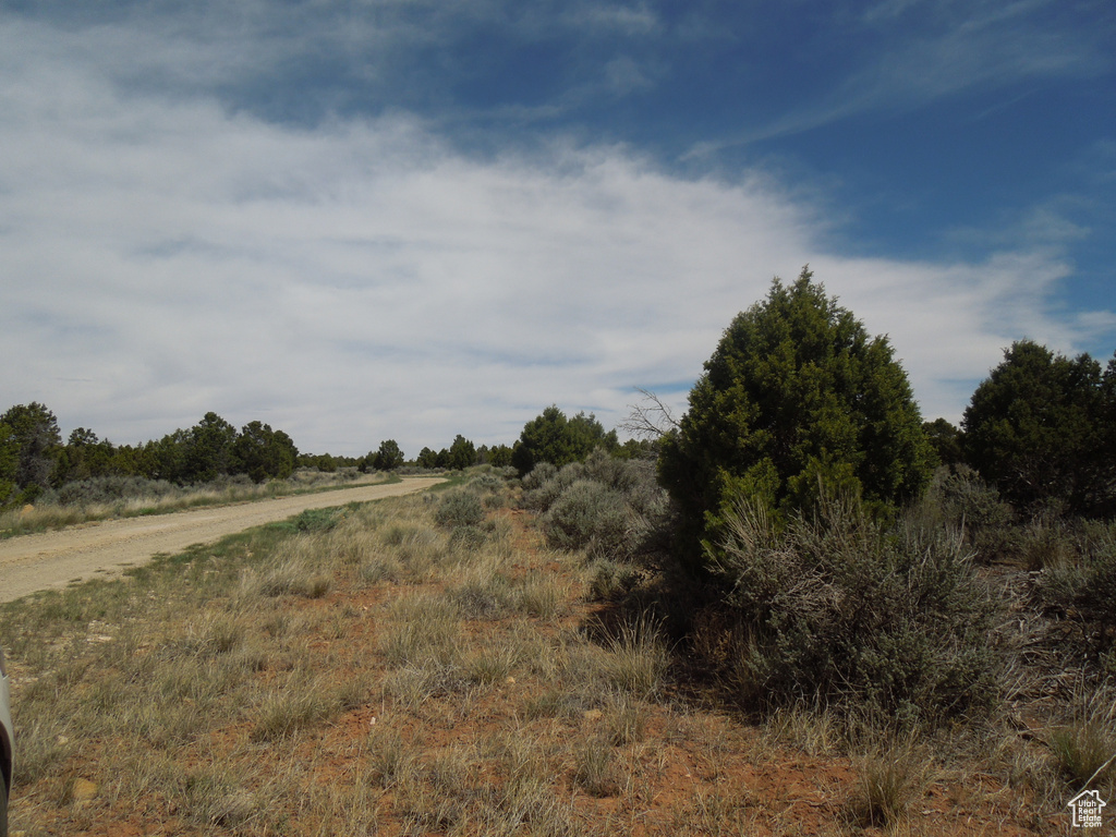 View of local wilderness