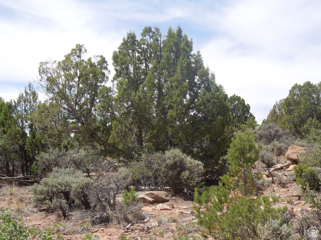 View of local wilderness