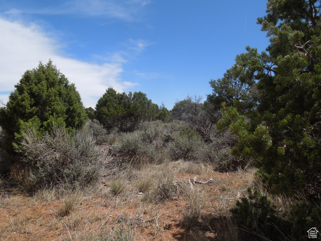View of local wilderness