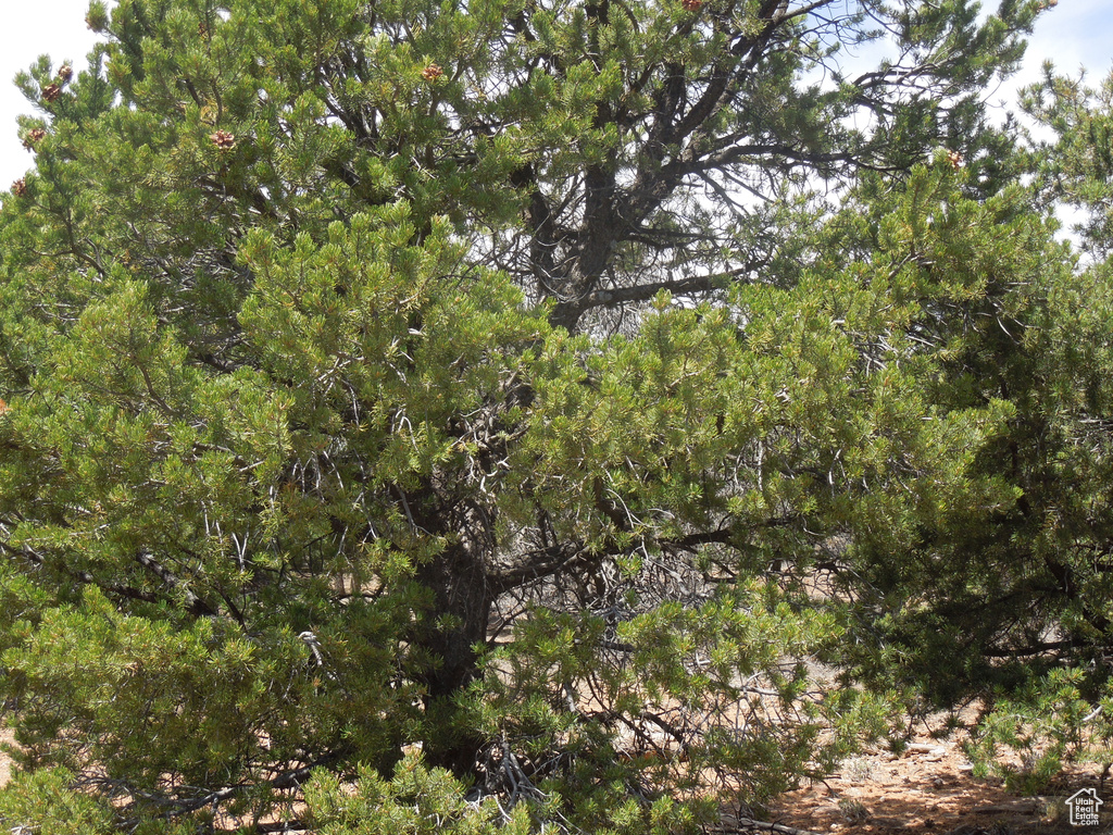 View of local wilderness