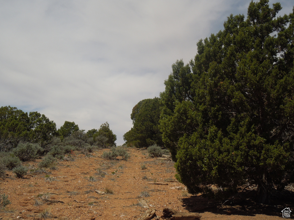 View of local wilderness