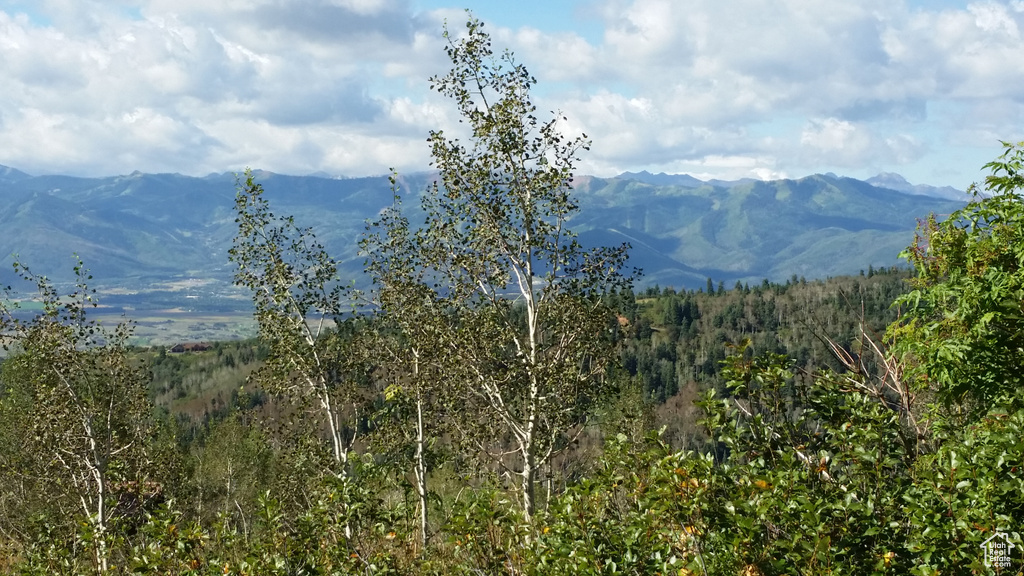 Mountain view with a forest