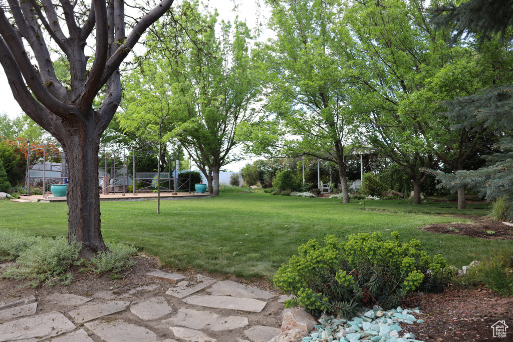 View of grassy yard