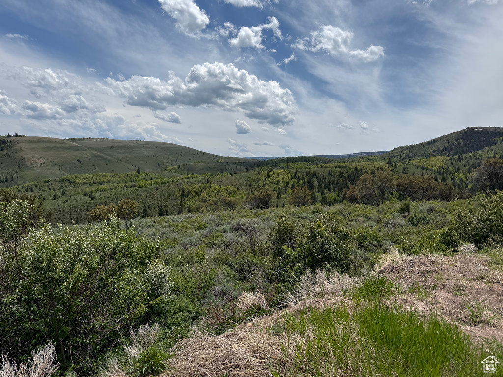 Mountain view with a forest