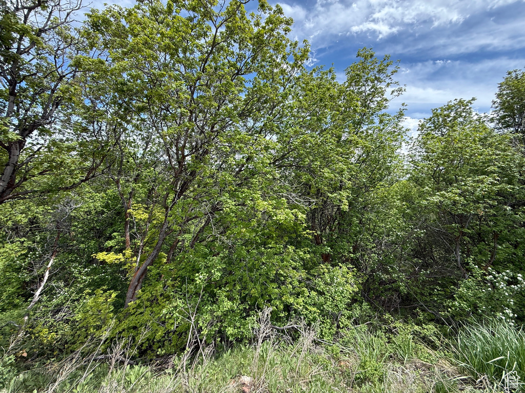 View of wooded area