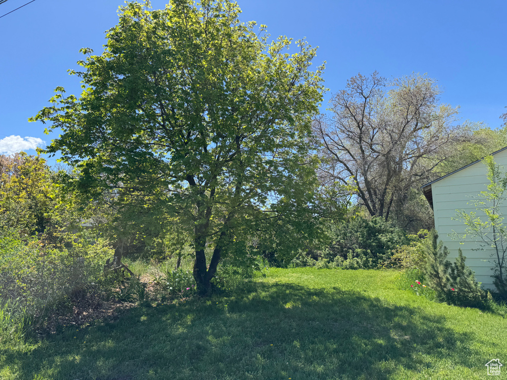View of green lawn