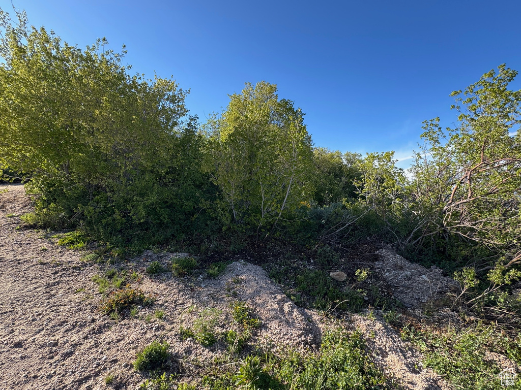 View of local wilderness