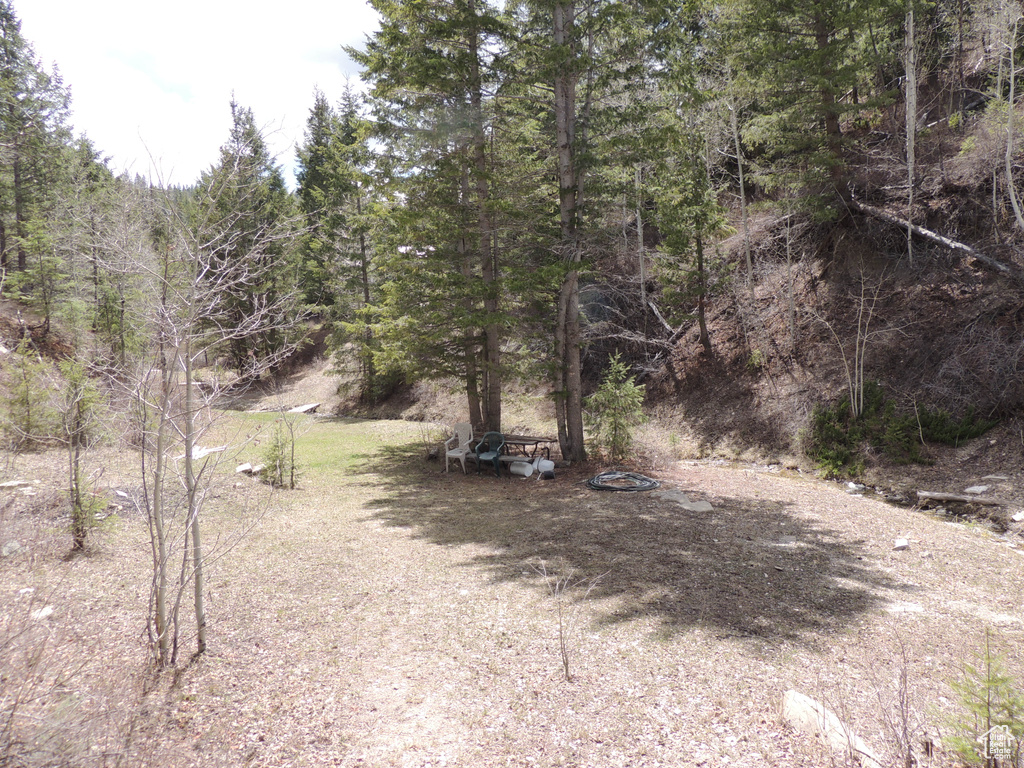 View of local wilderness