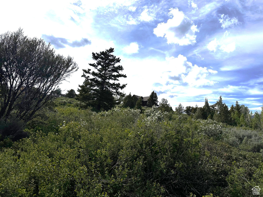 View of local wilderness