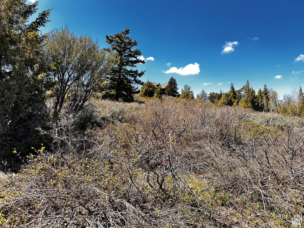 View of local wilderness