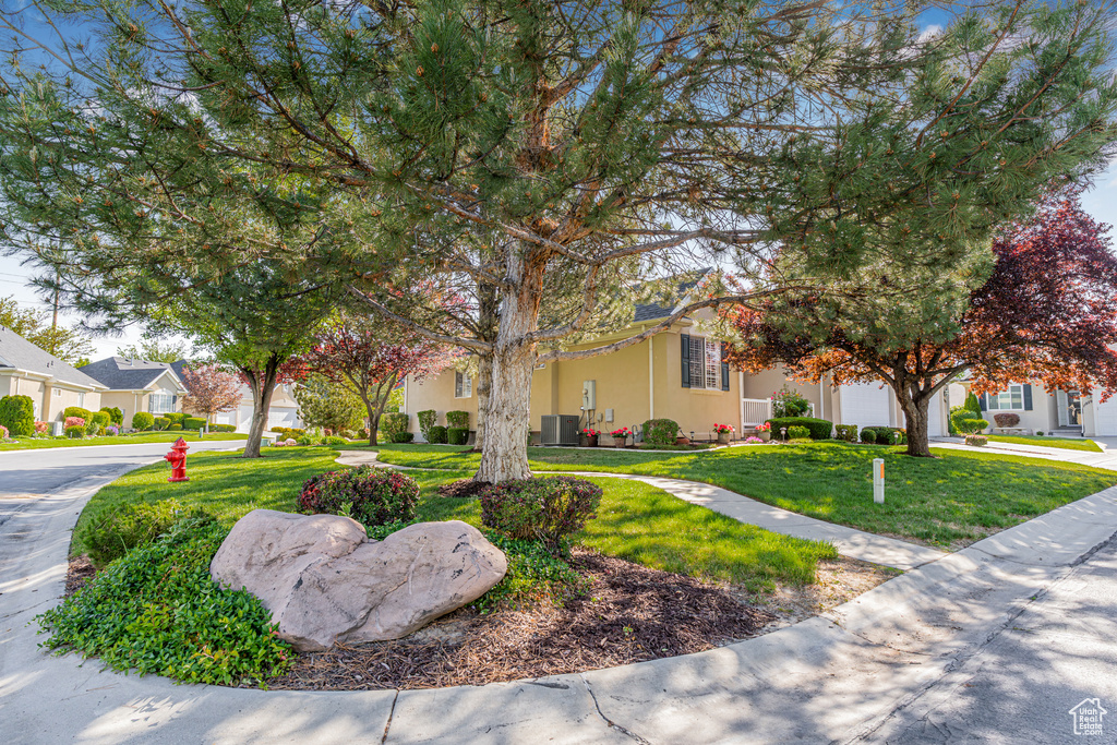 View of property hidden behind natural elements featuring a front lawn, stucco siding, concrete driveway, and an attached garage