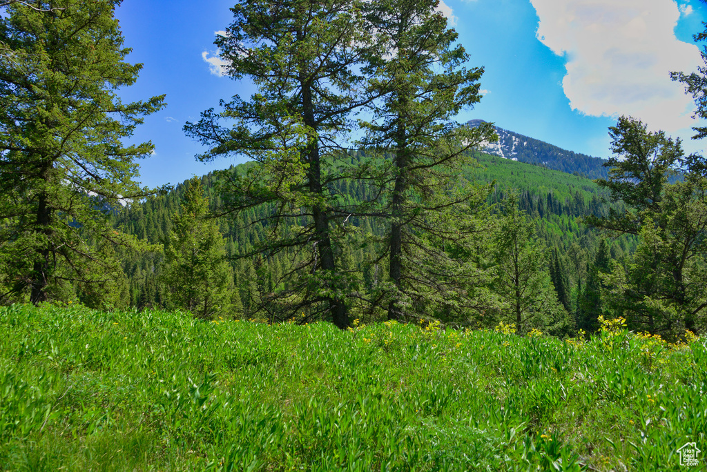 Mountain view with a forest