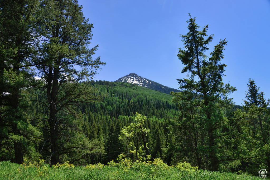 View of mountain background with a forest