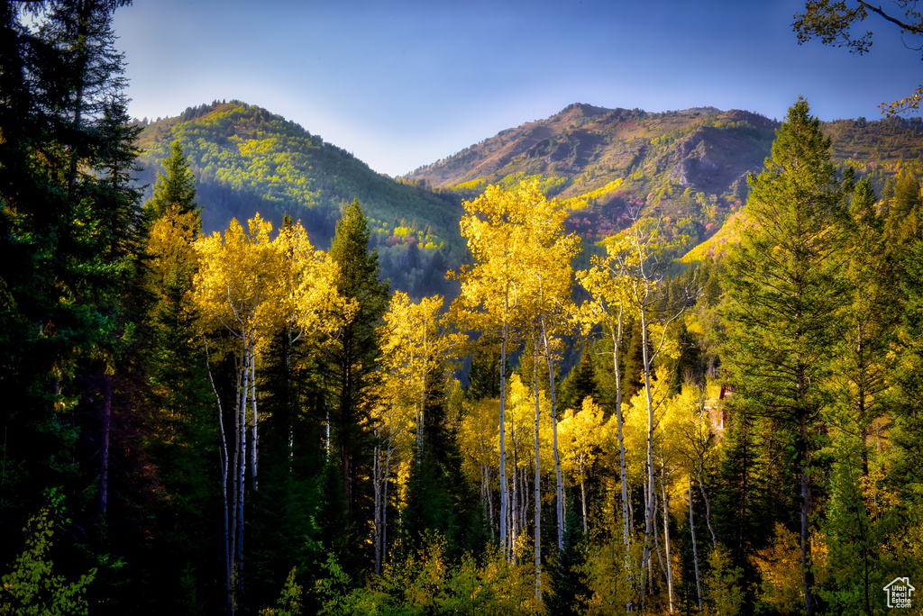 Mountain view featuring a forest