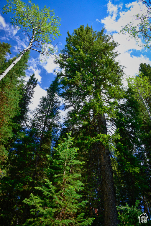 View of undeveloped land