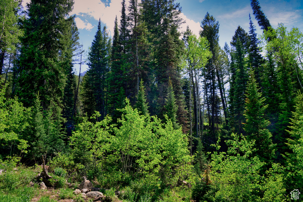 View of wooded area