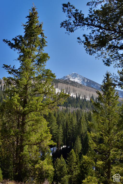 View of mountain background featuring a heavily wooded area