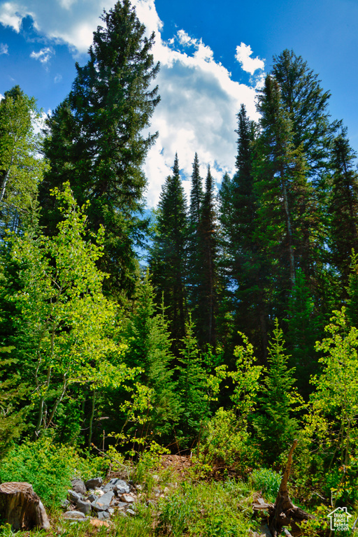 View of wooded area
