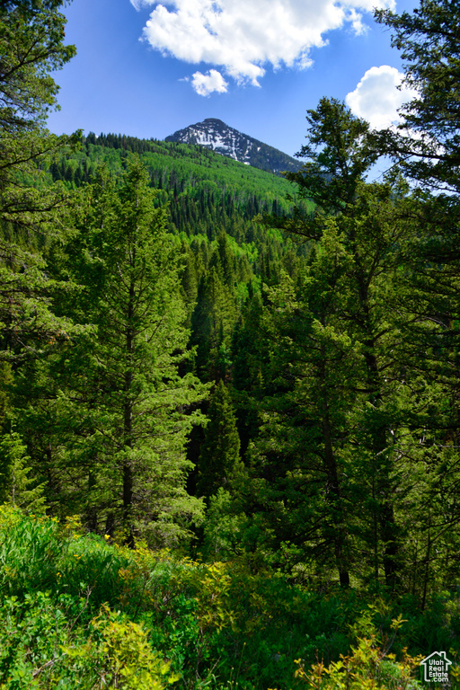 Mountain view featuring a forest