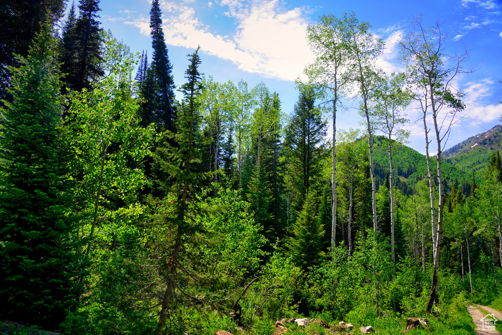 Mountain view featuring a heavily wooded area