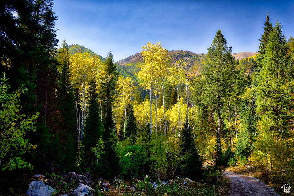 Mountain view featuring a heavily wooded area