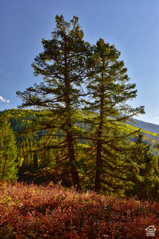 View of wooded area